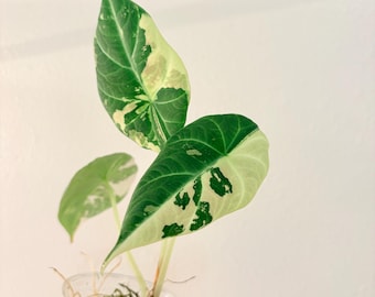 US seller. Rare Alocasia Maharani Albo. Exact plant!