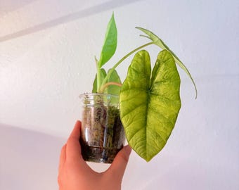 Rare Variegated Alocasia Bismo Platinum Albo, Exact Plant!