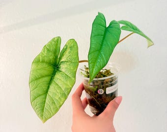 Rare Variegated Alocasia Bismo Platinum Albo, Exact Plant!
