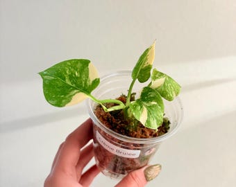 Baby Monstera creme brulee, US Seller, Exact plant.