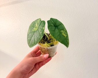 US seller. RARE Alocasia Melo Aurea. Exact plant! Please read description!!