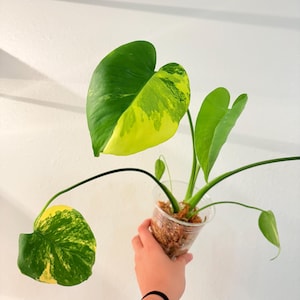 Monstera Marilyn. US Seller, Exaxt plant