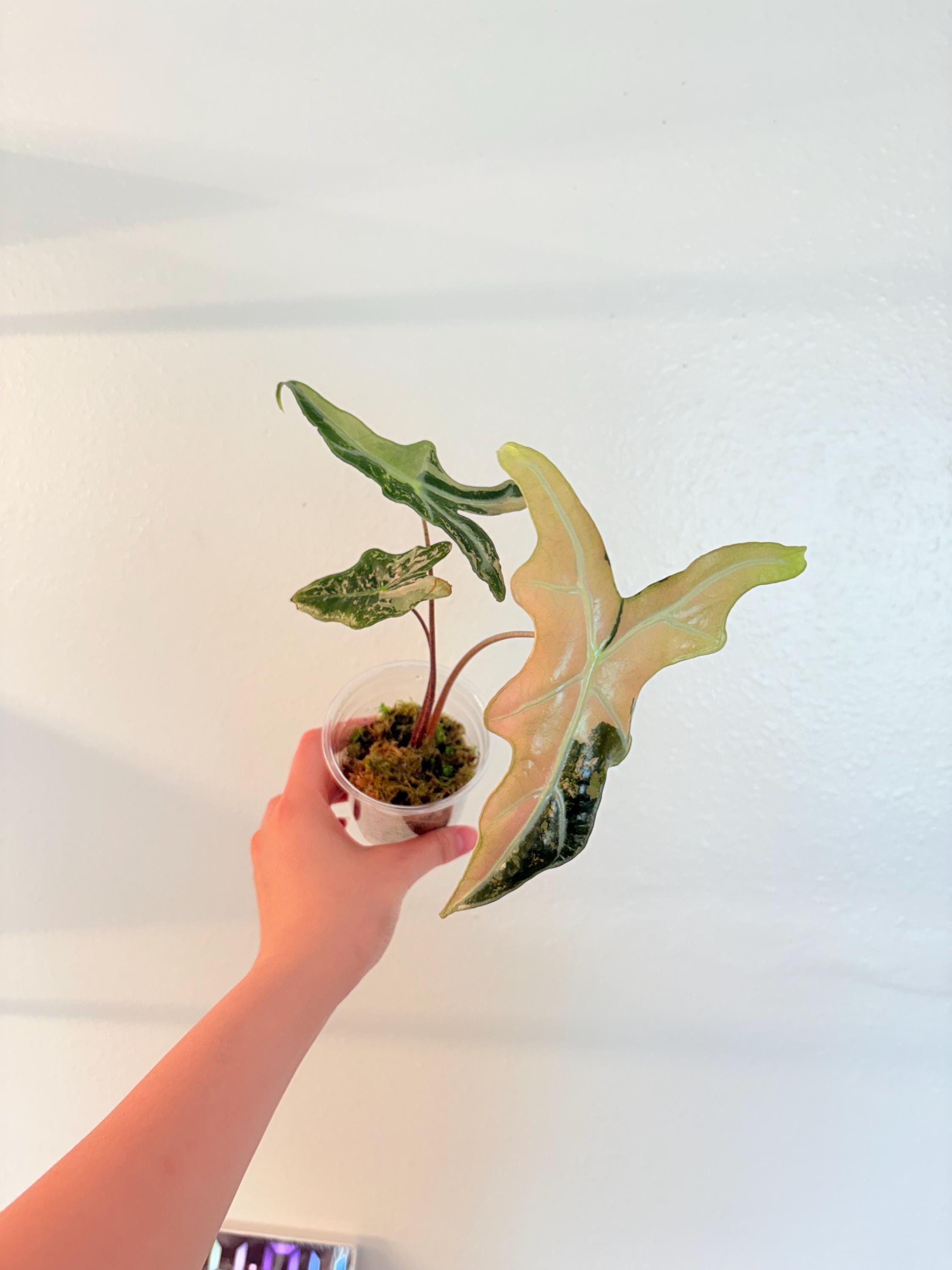 アロカシア ノビリス ピンク“K” ② frome Mason 1 Variegated Alocasia “nobilis” K Version Pink Variegated