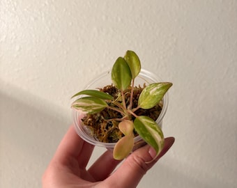 Highly Variegated Micans, Pink Aurea albo variegation