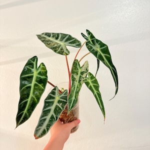 Variegated Alocasia Pink Bambino, Exact plant, active growth, well rooted, 6”