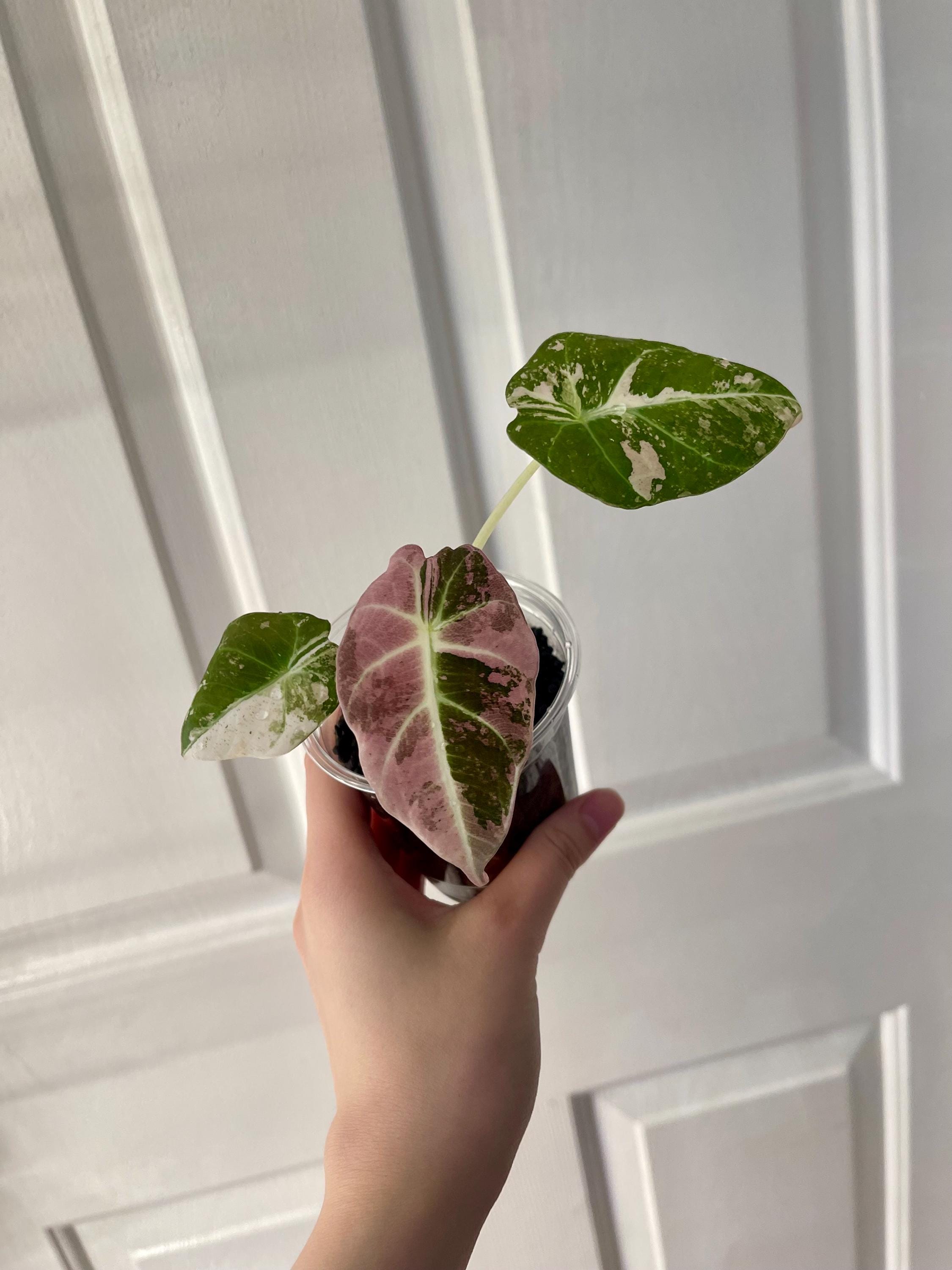 Alocasia Black Velvet Pink Variegated, Highly Variegated