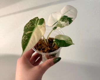Well rooted Baby, Highly Variegated Black Pink Velvet Alocasia. EXACT Plant! US seller
