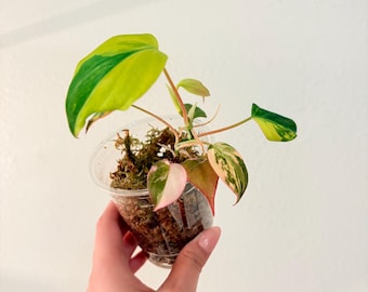 Highly Variegated Micans, Pink Aurea albo variegation