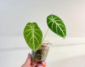 Variegated Alocasia Ninja Splash. Exact Plant!