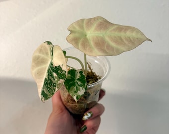 Well rooted Baby, Highly Variegated Black Pink Velvet Alocasia. EXACT Plant! US seller