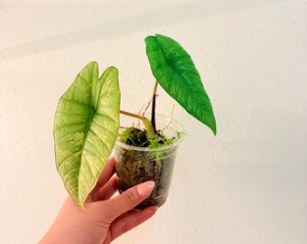 Rare Variegated Alocasia Bismo Platinum Albo, Exact Plant!