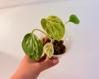 Baby Monstera Bulbasaur, US Seller, Exact plant.