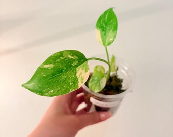Baby Monstera creme brulee, US Seller, Exact plant.