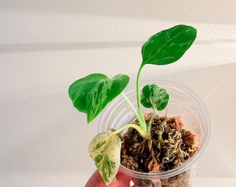 Baby Monstera Bulbasaur, US Seller, Exact plant.
