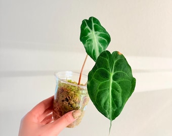 Alocasia Venom. US seller, Exact plant! 3”
