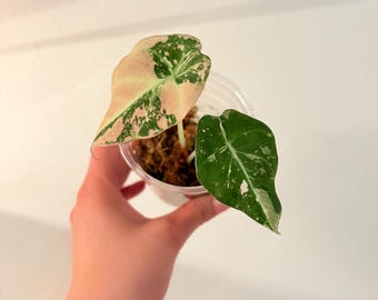 Well rooted Baby, Highly Variegated Black Pink Velvet Alocasia. EXACT Plant! US seller.