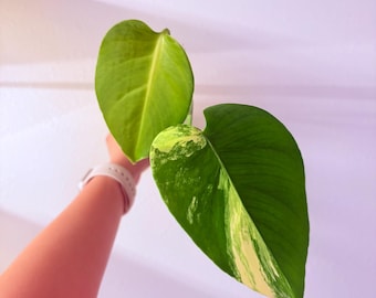 Monstera Marilyn. US Seller, Exaxt plant