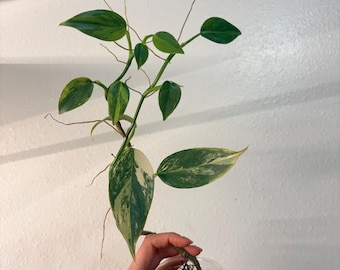 Baby Variegated Philodendron Hastatum Silver Sword