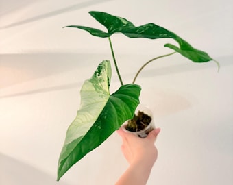 Alocasia Simpo Albo