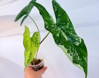 Alocasia Simpo Albo