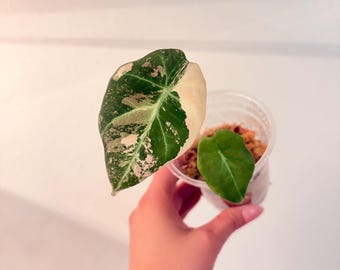 Well rooted Baby, Highly Variegated Black Pink Velvet Alocasia. EXACT Plant! US seller