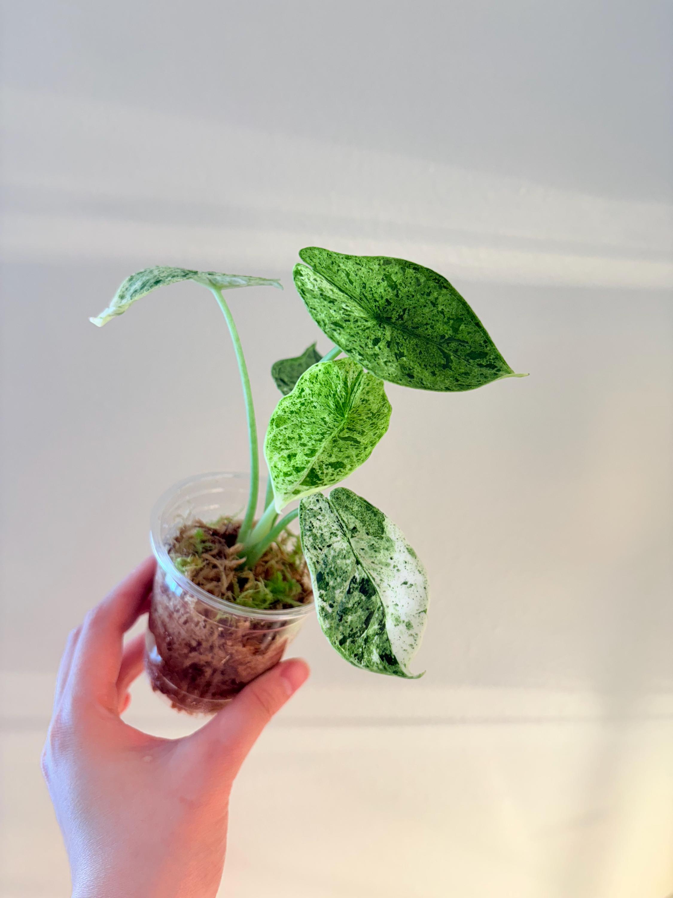 Alocasia Dragon Scale Mint - Etsy Alocasia Dragon Scale Mint - Etsy
