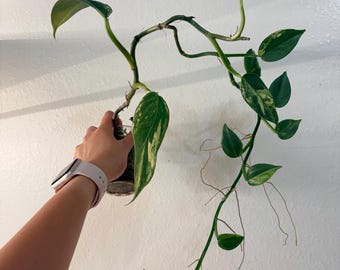 Baby Variegated Philodendron Hastatum Silver Sword