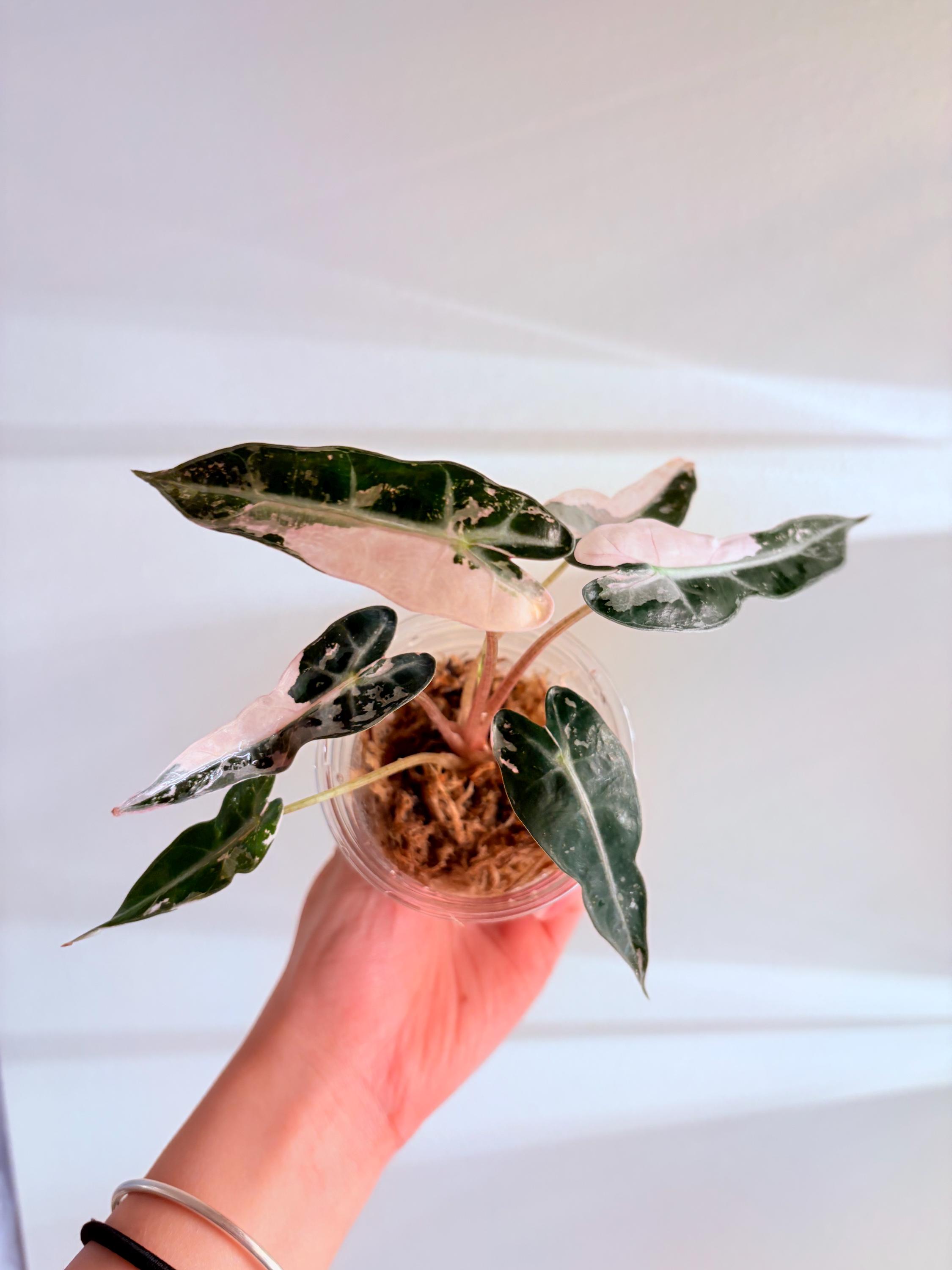 Bambino white var No6 Bambino Pink No8 その他観葉植物