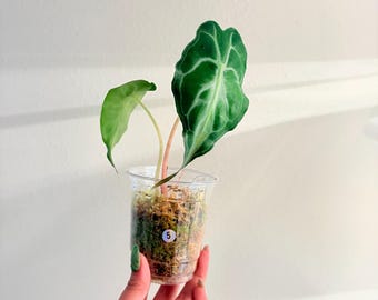 Alocasia Venom. US seller, Exact plant! 3”