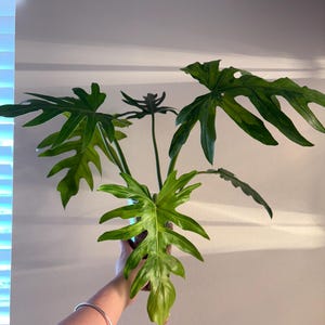 swiss cheese plant for sale Monstera Adansonii - Albo - Variegated main image 0