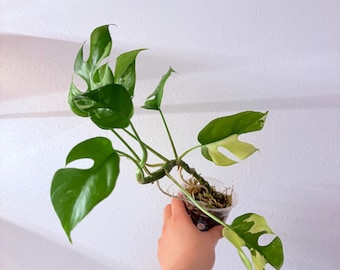 Highly Variegated Raphidophora tetrasperma, Mini monstera, active growth. EXACT plant!
