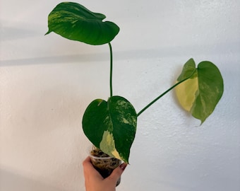 Monstera 