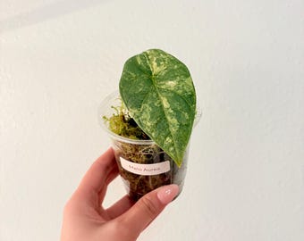 US seller. RARE Alocasia Melo Aurea. Exact plant! Please read description!!