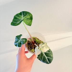 Alocasia Balloon heart pink, US seller. Exact Plant