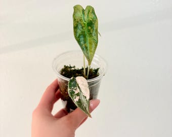 Variegated Alocasia Nobillis Pink K. US Seller