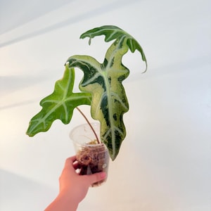 Alocasia Pink Nobillis variegated