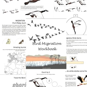 Vogelzug Workbook (Unikat, Naturkunde, Lernmittel, Printables)