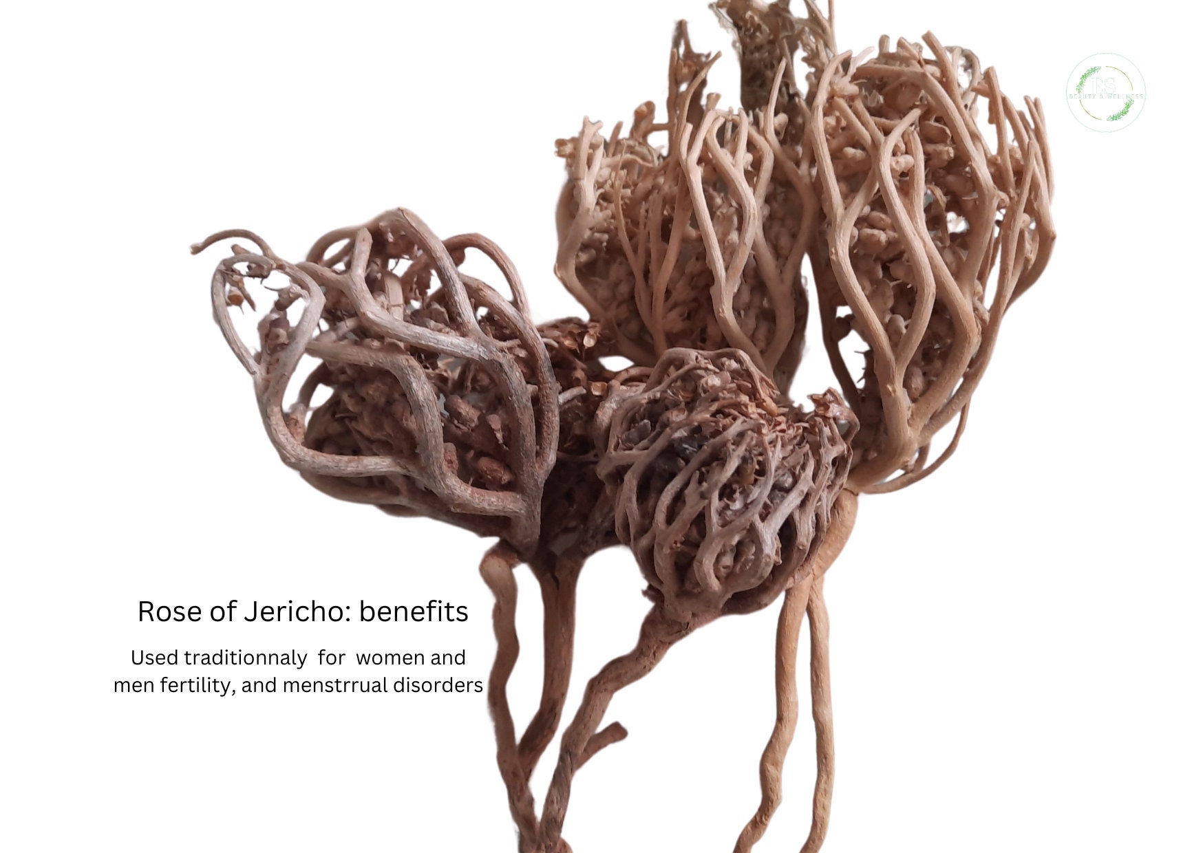 Rose Of Jericho Chajarat Mariam anastatica Hierochuntica Etsy rose-of-jericho-chajarat-mariam-anastatica-hierochuntica-etsy