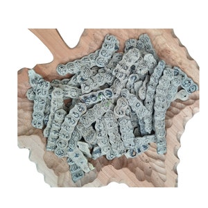 Nepnep- Babool- Acacia nilotica