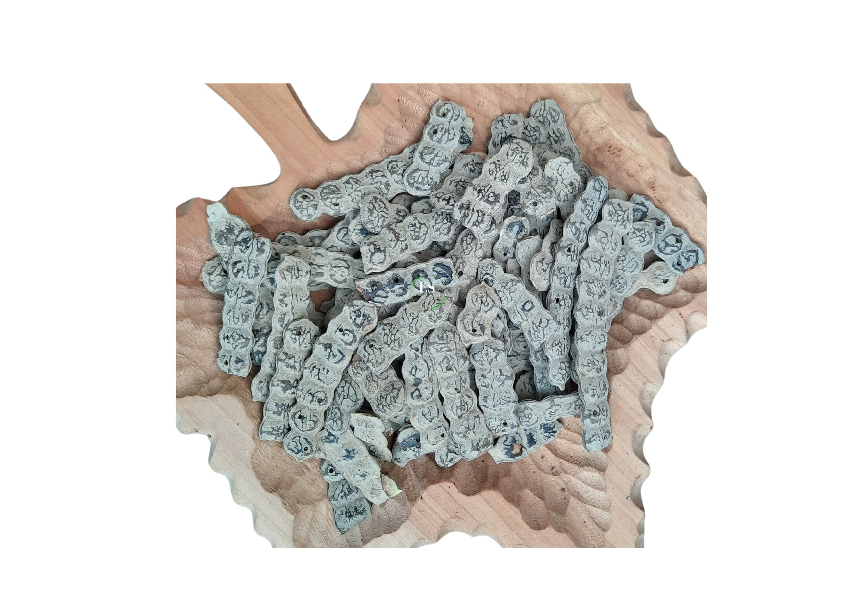 Nepnep- Babool- Acacia nilotica