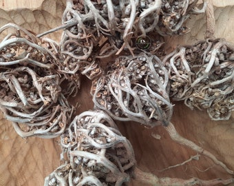 Rose of Jericho, Chajarat Mariam,anastatica Hierochuntica