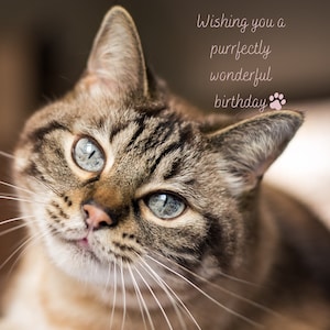 Alles Gute zum Geburtstag Karte | Animierte Geburtstagskarte | Alles Gute zum Geburtstag | Digitale Geburtstagskarte | Katze | Dicke | Geburtstagswünsche | Papierlos