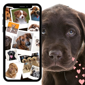 Dogs Phone Wallpaper | Dog Lovers | Phone Wallpaper | Waste Free | Paperless |