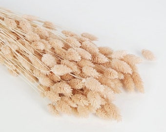 Phalaris séché blanchi 100 pièces cadeau | Décoration intérieure | Séché | |Fleurs | mariage | Fleurs séchées | |Décor à la maison