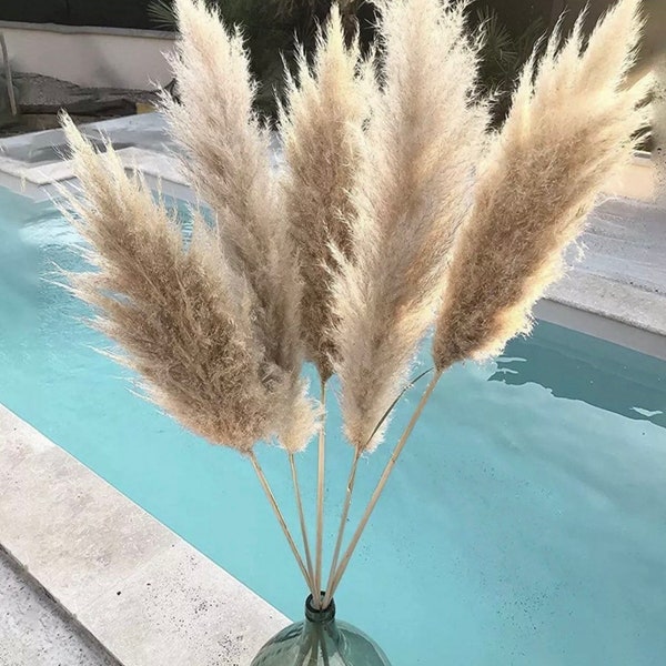 Pampas grass XXL 10 pieces up to 120 cm giant fronds fluffy natural colors cream deluxe, home decoration, wedding decoration, spring, table decoration, Mother's Day bouquet