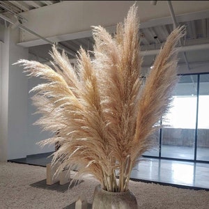 Herbe de la pampa XXL 10 pièces | 120 cm | GRANDE HERBE DE LA PAMPAS| Grande vente | Décoration intérieure Boho | Décorations florales de mariage | Bouquet de pampa| Mariage bohème