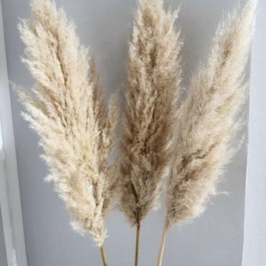 Pampas grass XXL 10 pieces up to 120 cm giant fronds fluffy natural colors cream deluxe, home decoration, wedding decoration, spring, table decoration, Mother's Day bouquet image 2