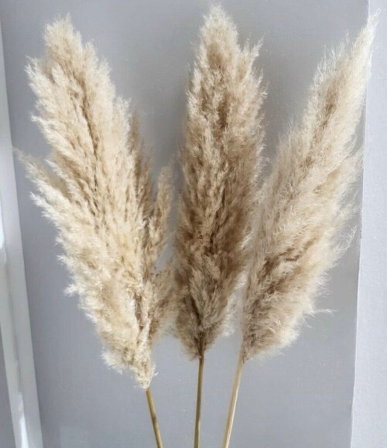 Pampas grass XXL 10 pieces up to 120 cm giant fronds fluffy natural colors cream deluxe, home decoration, wedding decoration, spring, table decoration, Mother's Day bouquet image 2