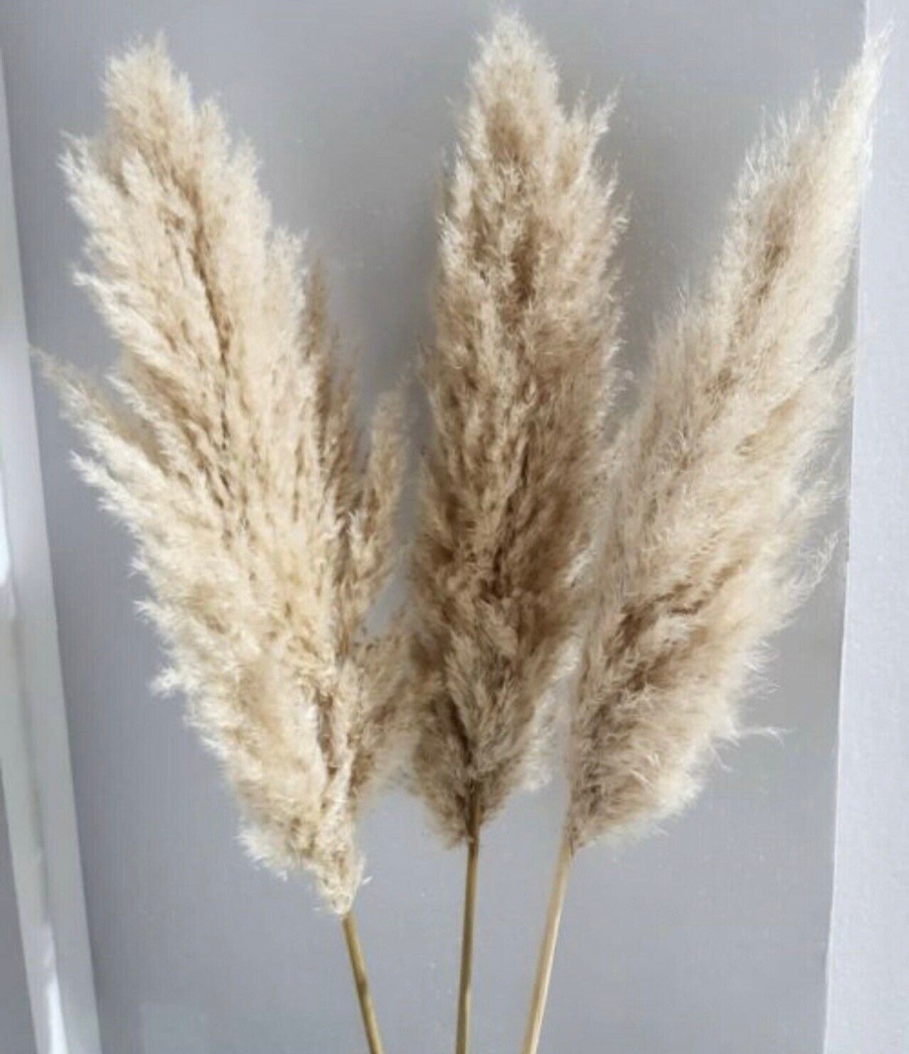 Pampasgras XXL 10 Stück bis 120cm Riesen Wedel fluffig Etsy.de