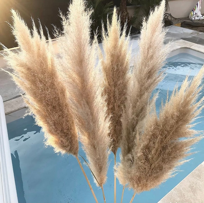 Pampas grass XXL 10 pieces up to 120 cm giant fronds fluffy natural colors cream deluxe, home decoration, wedding decoration, spring, table decoration, Mother's Day bouquet image 3